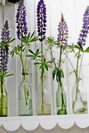 Lupins violets coupés dans des bouteilles en verre transparentes utilisées comme soliflores