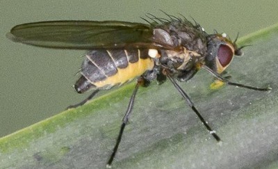 photo mouche mineuse du poireau napomyza gymnostoma