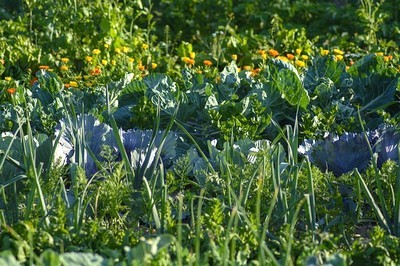 Biodiversité poireaux au potager