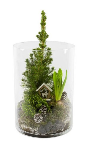 DIY: réalisez très simplement une décoration pour noël en faisant fleurir des jacinthes à l'intérieur. Ici, un terrarium de jacinthe, de mousse et de picea. Lisez l'article sur le blog