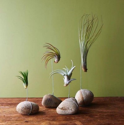 tillandsias avec fils de fer et galets