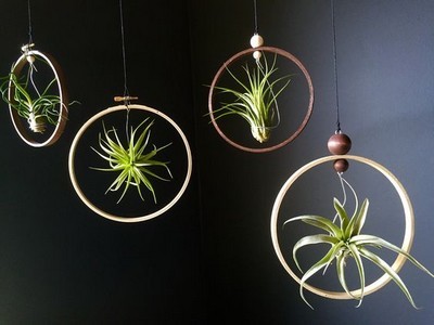 tillandsia plantes suspensions