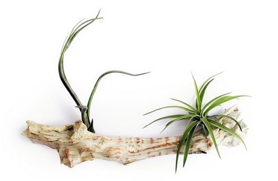 Tillandsia filles de l'air sur morceau de bois