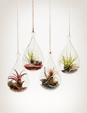 Tillandsias suspendus dans des boules de verre terrarium