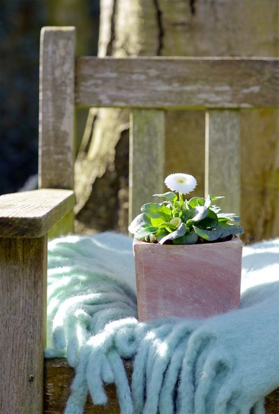 11 idées de plantes à offrir comme cadeau de Saint-Valentin