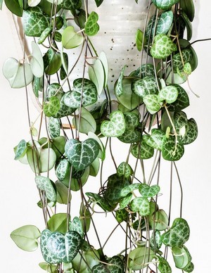 La chaine des coeurs ou Ceropegia woodii, une plante idéale à offrir à la Saint Valentin