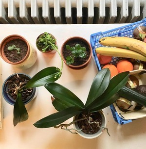 Découvrez les plantes vertes increvables de Cécile: kalanchoé, crassula, orchidées... Cécile est une maman qui aime les plantes résistantes qui lui survivent. Lisez son témoignage!