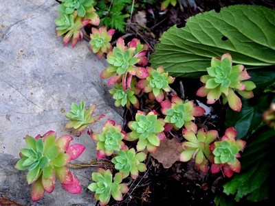 Le Sedum palmeri résiste au gel et se plait au jardin dans des rocailles ou des terres bien drainées. Pour en savoir plus sur sa culture extrêmement facile, lisez l'article sur le blog :)