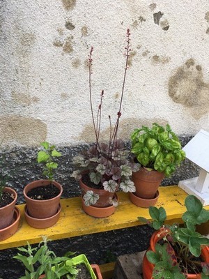 Quelques plantes faciles et un banc jaune égaient une cour: pots d'heuchères, basilic, fraisiers. Lisez l'interview de Cécile, une maman qui jardine avec des plantes résistantes.