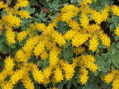 Le Sedum palmeri fleurit en hiver, dès février. Ses fleurs jaunes illuminent son feuillage bleu vert.