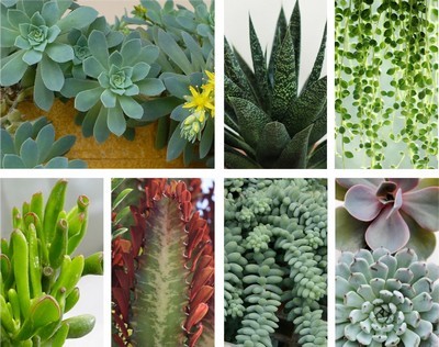 Sedum palmeri: découvrez des idées d'association avec des plantes d'intérieur ou d'appartement, pour de sublimes camaieux de couleurs. Lisez l'article sur le blog.