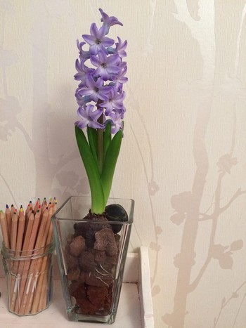 Décoration avec une jacinthe bleue violette dans un vase transparent contenant de la pouzzolane, à côté d'un pot de crayons de couleur