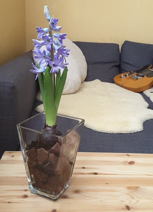 DIY: faites fleurir facilement des jacinthes à l'intérieur. Lisez l'article du blog pour découvrir comment cette jacinthe bleue pousse facilement dans un vase rempli d'eau et de simples cailloux de pouzzolane