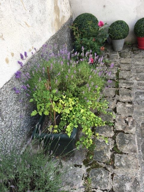 Jardiniere de lavande et buis dans une cour pavée à l'ancienne. Avez-vous remarqué que c'était du faux buis? Découvrez les plantes résistantes et les astuces de Cécile, une maman qui jardine.