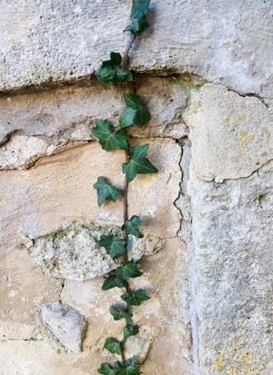 Le lierre, une plante sans prétention qui embellit un vieux mur. C'est une plante astuce recommandée par Cécile, dans son témoignage de maman qui jardine!