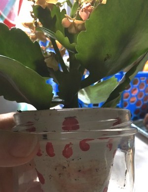 So cute: mini kalanchoé dans un pot peint par le fils de Cécile à l'école. Une jolie plante cadeau pour une maman! Découvrez son univers dans une interview sur le blog.