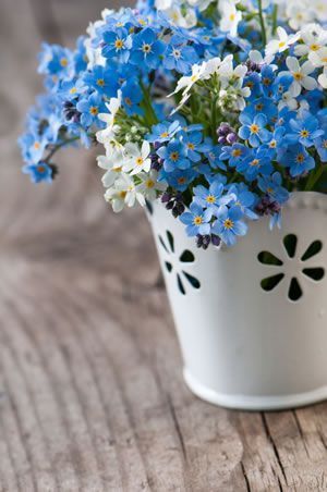 Myosotis ou "Ne m'oublie pas": une jolie fleur à offrir comme cadeau à la Saint Valentin