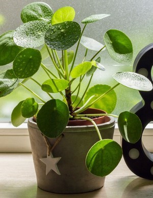 Le piléa: une plante porte bonheur idéale à offrir à la Saint Valentin