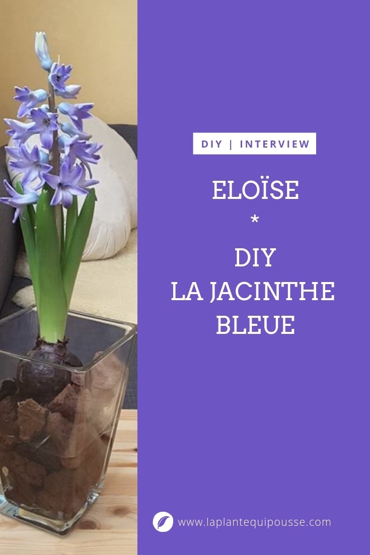 DIY: faites fleurir facilement des jacinthes à l'intérieur. Lisez le témoignage d'Eloïse pour découvrir comment ce bulbe de jacinthe bleue fleurit dans un vase rempli d'eau et des cailloux de pouzzolane. Une bonne idée déco facile et pas cher, afin d'avoir des fleurs à l'intérieur en hiver et pour Noël.