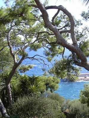 Le jardin rêvé de Cécile: des pins sur fond de mer bleue, c'est la Côte d'Azur... Lisez son interview!