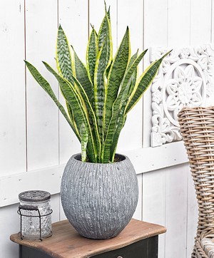 Offrez une plante qui du piquant avec la sansevière (sansevieria)