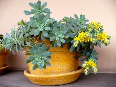 Le Sedum de Palmer a des petites feuilles vert bleu en forme de rosettes. Ses jolies petites feuilles jaunes apparaissent dès février. Idéal en hiver où il n'y a encore que peu de couleurs... Découvrez cette plante de culture facile sur le blog.