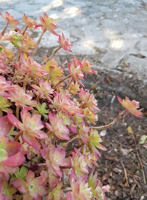 Sedum palmeri est une plante grasse très résistante. Ses rosettes se colorent de rouge rosé en hiver en fonction de la luminosité. Plus d'info sur la culture hyper facile de cette plante grasse sur le blog...