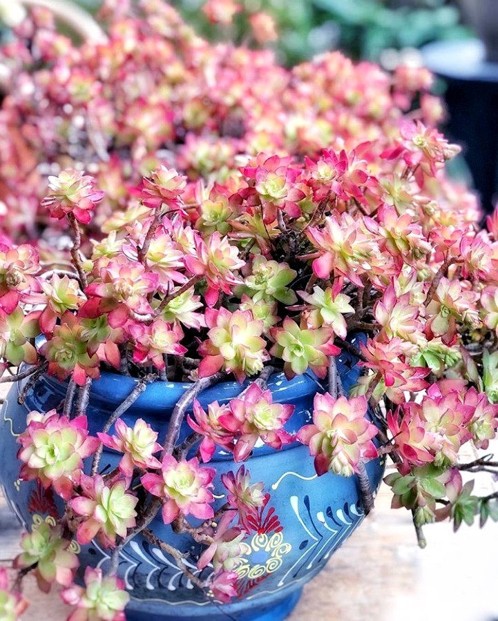 Superbe pot bleu de Sédum palmeri ou sedum compressum. Les feuilles deviennent rouge rosé en hiver en fonction de la luminosité. Photo @leaf_your_life sur Instagram.