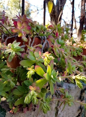 Le Sedum palmeri est une plante grasse idéale pour recouvrir des murets. Ici elle est cultivée en pot mais une petite poche de terre dans un mur en pierre lui suffit.