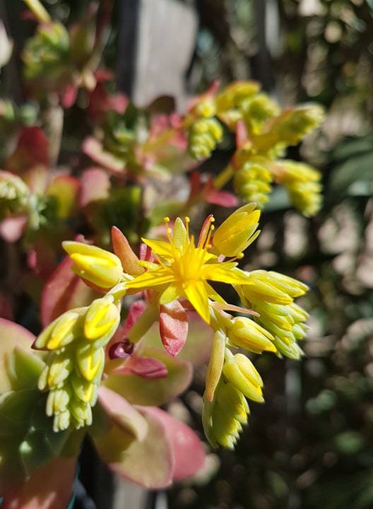 Sedum palmeri: une plante grasse rustique qui fleurit en hiver - [LPQP]