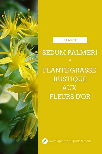 Découvrez la culture facile du Sedum palmeri, une plante grasse rustique dont les fleurs jaunes s'épanouissent en hiver. Il pousse facilement à l'intérieur et au jardin. Bonne lecture sur le blog!