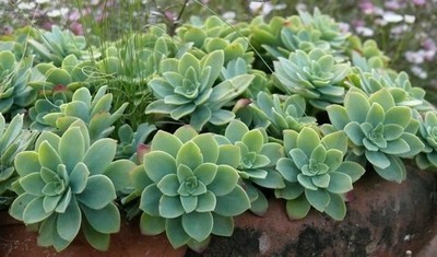 DIY-pot-sedum-palmeri