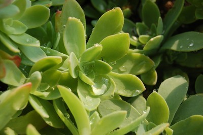 Rosettes de feuilles du Sedum palmeri ou sedum compressum. Elles ont une teinte vert bleuté en été et se colorent de rouge en hiver. Une plante succulente très facile à cultiver. Plus d'infos sur le blog!