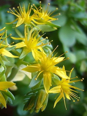 Magnifiques petites fleurs jaunes du Sedum palmeri. C'est une plante grasse très résistante et facile à cultiver, dont les fleurs mellifères apparaissent dès février. Lisez l'article pour en savoir plus :)