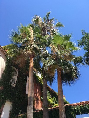 Le jardin rêvé de Cécile: des palmiers devant une maison provençale sur fond de ciel bleu... Lisez son interview