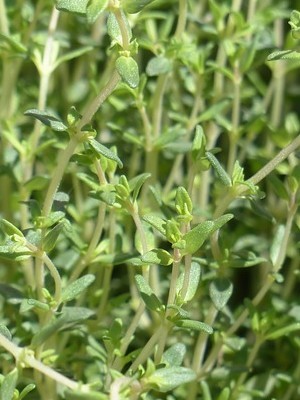 Thym: Une plante aromatique résistante qui peut passer l'hiver dehors même quand il gèle, si ses racines ne sont pas exposées à l'humidité