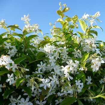 Jasmin étoile (Trachelospermum jasminoides): offrir une plante vivante et durable est un superbe symbole pour la Saint Valentin!