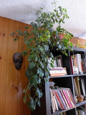 La vigne d'appartement (Rhoicissus rhomboidea) est une plante d'intérieur méconnue et très facile à faire pousser. Lisez l'article du blog pour découvrir les plantes de Blandine!