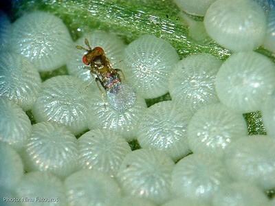 Contre les oeufs de pyrales du buis: les trichogrammes des micro-guêpes parasites. Découvrez sur le blog tous les moyens de lutte contre la pyrale du buis (Cydalima perspectalis).