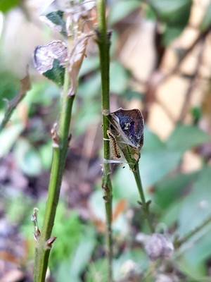 Les chenilles de la pyrale du buis (Cydalima perspectalis): comment les combattre efficacement avec des traitements et des solutions naturelles. Lisez l'article du blog.