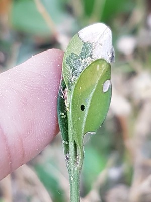 La chenille de la pyrale du buis (Cydalima perspectalis) passe l'hiver dans une logette entre les feuilles de buis. Lisez l'article du blog pour en savoir plus + comment combattre la pyrale du buis.