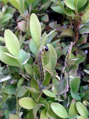 La chenille de la pyrale du buis (Cydalima perspectalis) est caractéristique: chenille verte striée à tête noire. Tous les moyens de lutte contre la pyrale du buis sur l'article du blog.