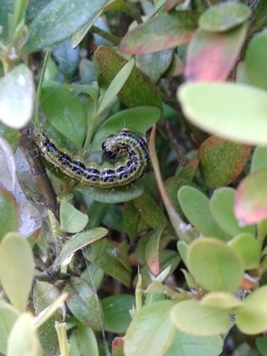 Les chenilles de la pyrale du buis (Cydalima perspectalis) peuvent défolier rapidement un buis. Lisez l'article du blog pour connaitre tous les moyens de se débarrasser de la pyrale du buis.