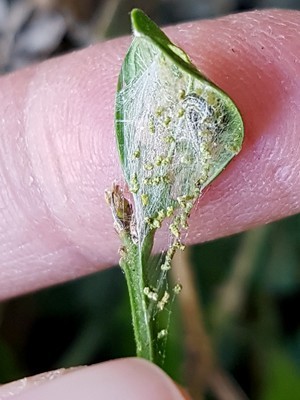 Jeune chenille de pyrale du buis (Cydalima perspectalis) dans sa logette, avec fils de soie et filaments. Lisez l'article du blog pour connaitre les moyens d'éradiquer ce fléau.