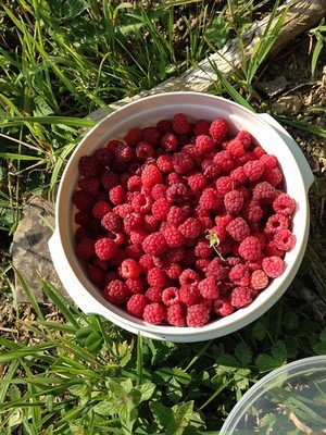 Blandine conseille saison par saison les plantes sauvages comestibles à cueillir. Lisez son interview sur le blog.