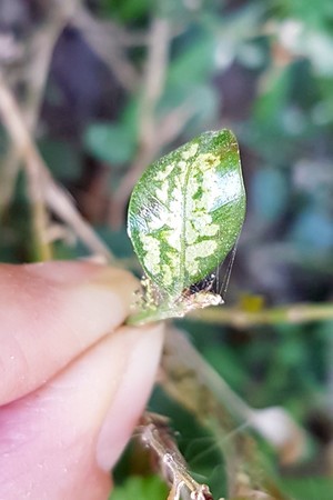 Les chenilles de pyrale du buis (Cydalima perspectalis) mangent les feuilles du buis, recto et verso, ce qui leur donne un aspect desséché. Lisez l'article du blog pour en savoir plus.