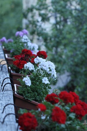 Sur le balcon de Blandine dans le parc des Ecrins, des géraniums et fleurs d'été s'épanouissent. Lisez son interview sur le blog.