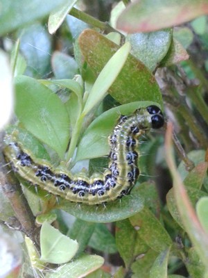 La pyrale du buis (Cydalima perspectalis) est très facilement reconnaissable. Lisez l'article sur le blog pour savoir comment identifier sa présence.