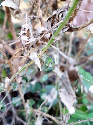 La pyrale du buis (Cydalima perspectalis) mange les feuille du buis, ainsi que les rameaux quand les feuilles font défaut. Lisez l'article du blog pour connaître tous les moyens de lutte contre la pyrale du buis.