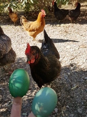 DIY teinture d'oeufs de Pâques avec des colorants alimentaires pour fabriquer des mini vases. Les poules s'inquiètent? Rdv sur le Blog!